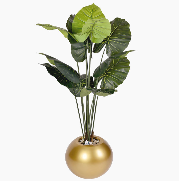 Taro tree in a Bello Plus pot