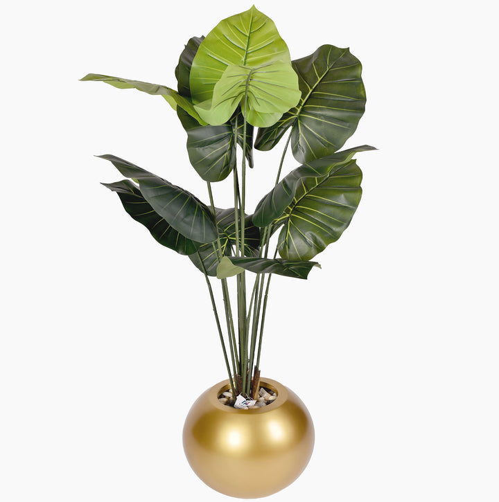 Taro tree in a Bello Plus pot