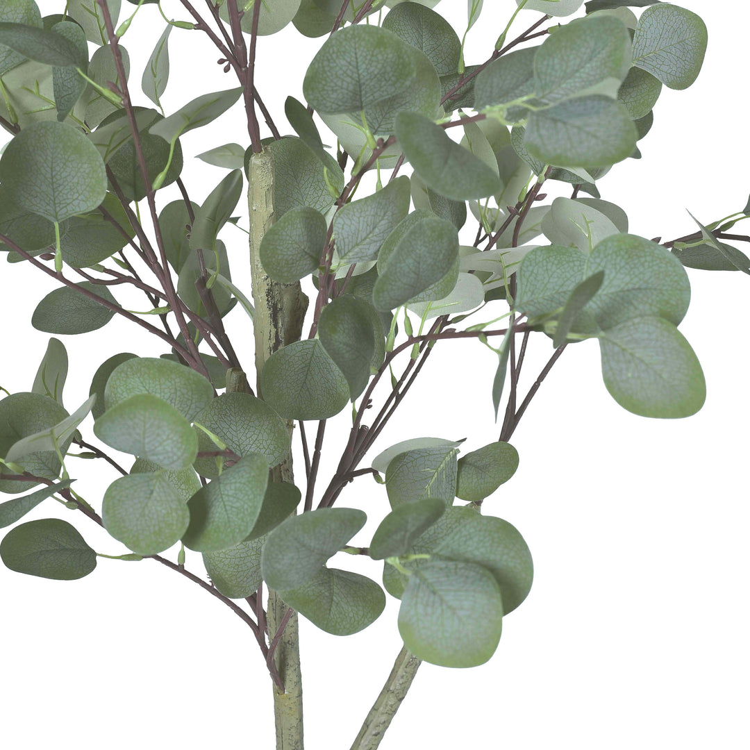 Eucalyptus tree in a Bello Plus pot