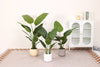 Artificial Strelitzia tree