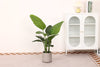 Artificial Strelitzia tree