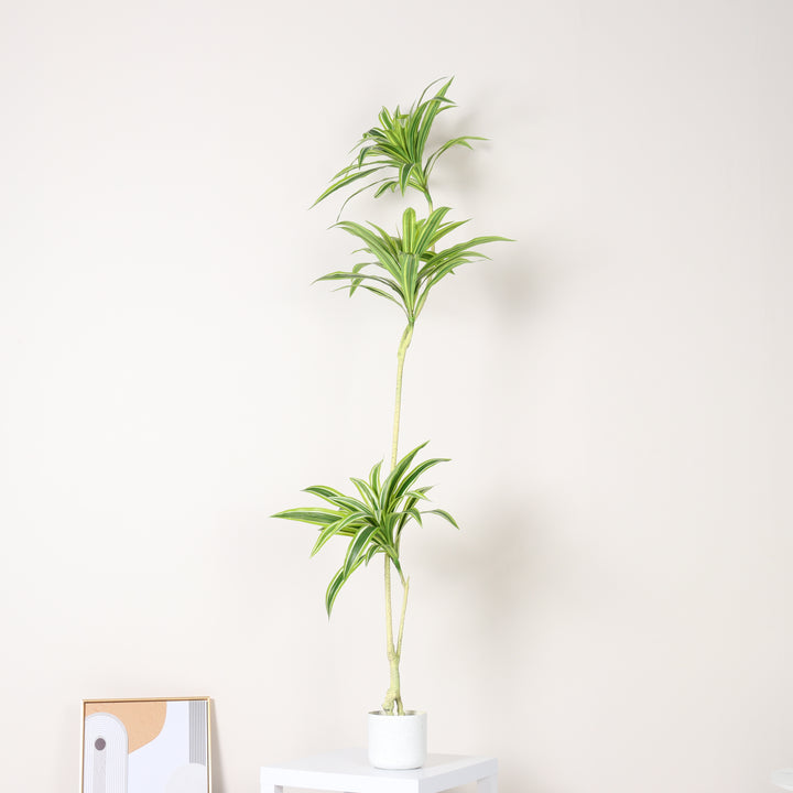 Dracaena Song of India Artificial Tree