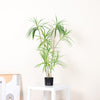 Artificial Dracaena Reiki Tree