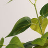 Artificial green pothos plant