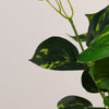 Artificial yellow pothos plant