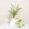 Artificial Tillandsia branch