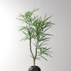 Smooth acacia tree
