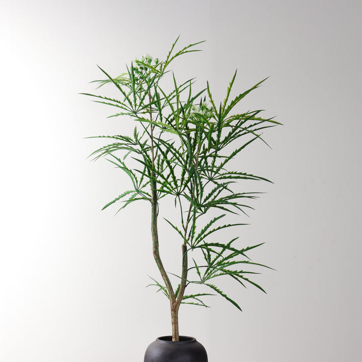Smooth acacia tree