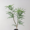Smooth acacia tree
