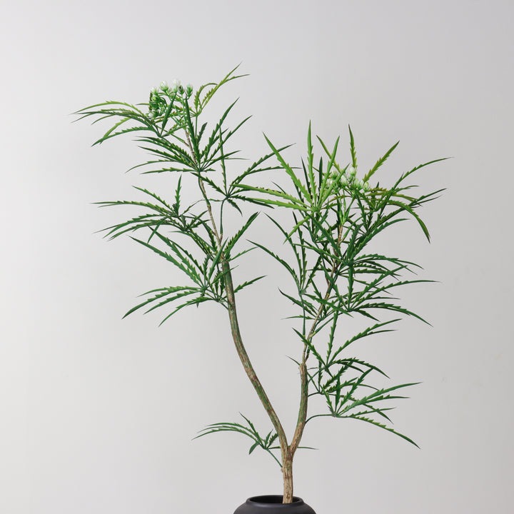 Smooth acacia tree