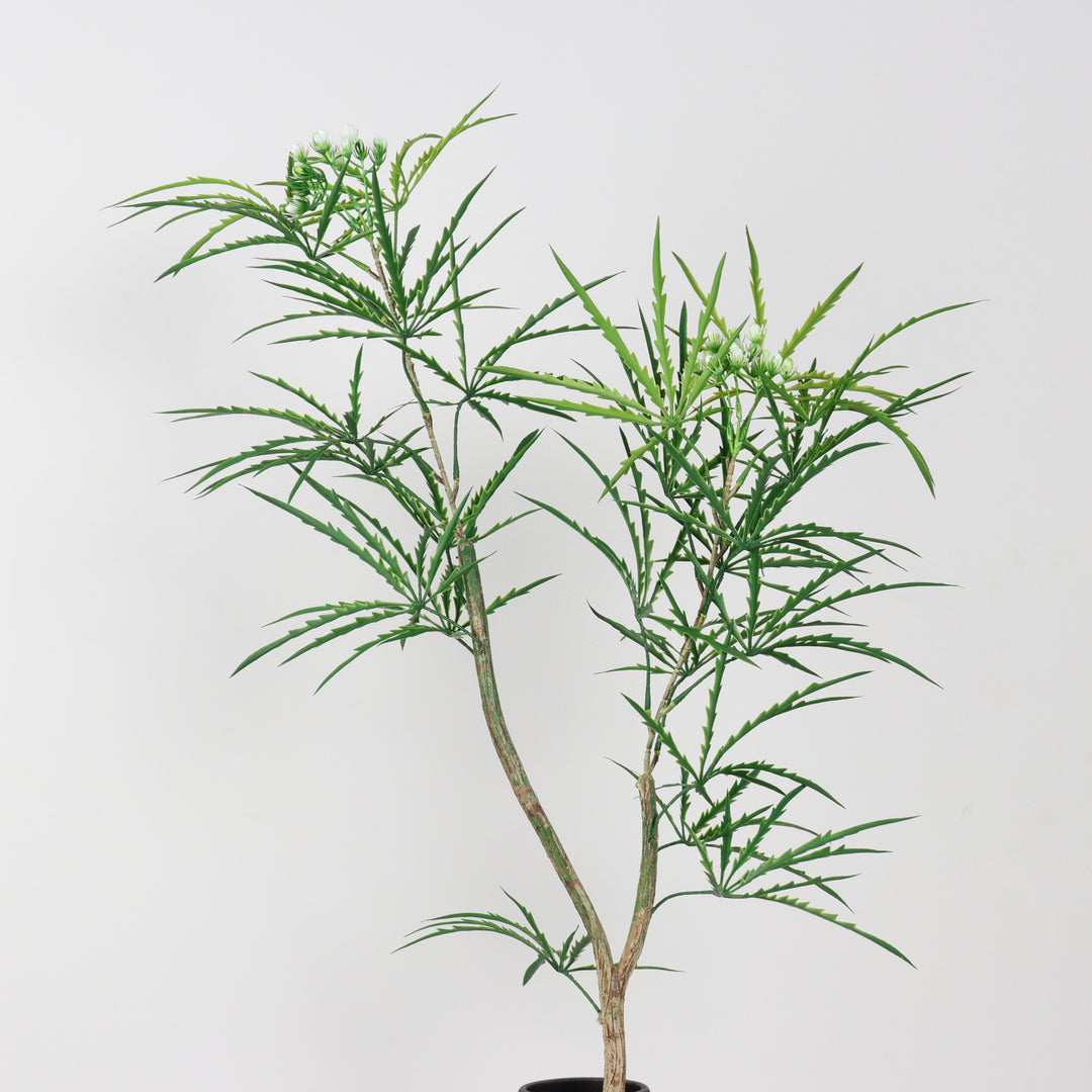 Smooth acacia tree