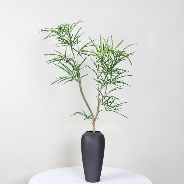 Smooth acacia tree